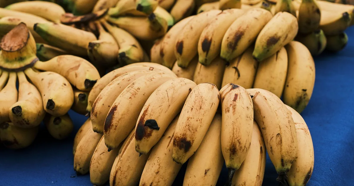 Kiście dojrzałych bananów na niebieskim tle